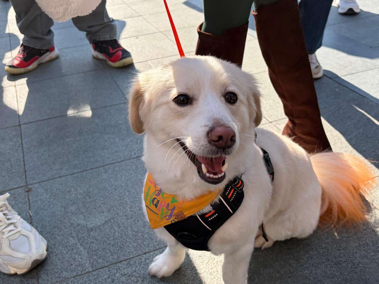 Muğla’da Hayvan Hakları Tepkisi: “Sessiz Canların Sesi Oluyoruz” 3